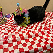 Onyx is registered to the contest to win money with this photo: cat, black_cat, birthday_hat, colorful, collar, tablecloth, red_and_white, checkered, indoor, pet, animal, curious, feline, party, toy, small_objects, decorations, wall, sitting, tail