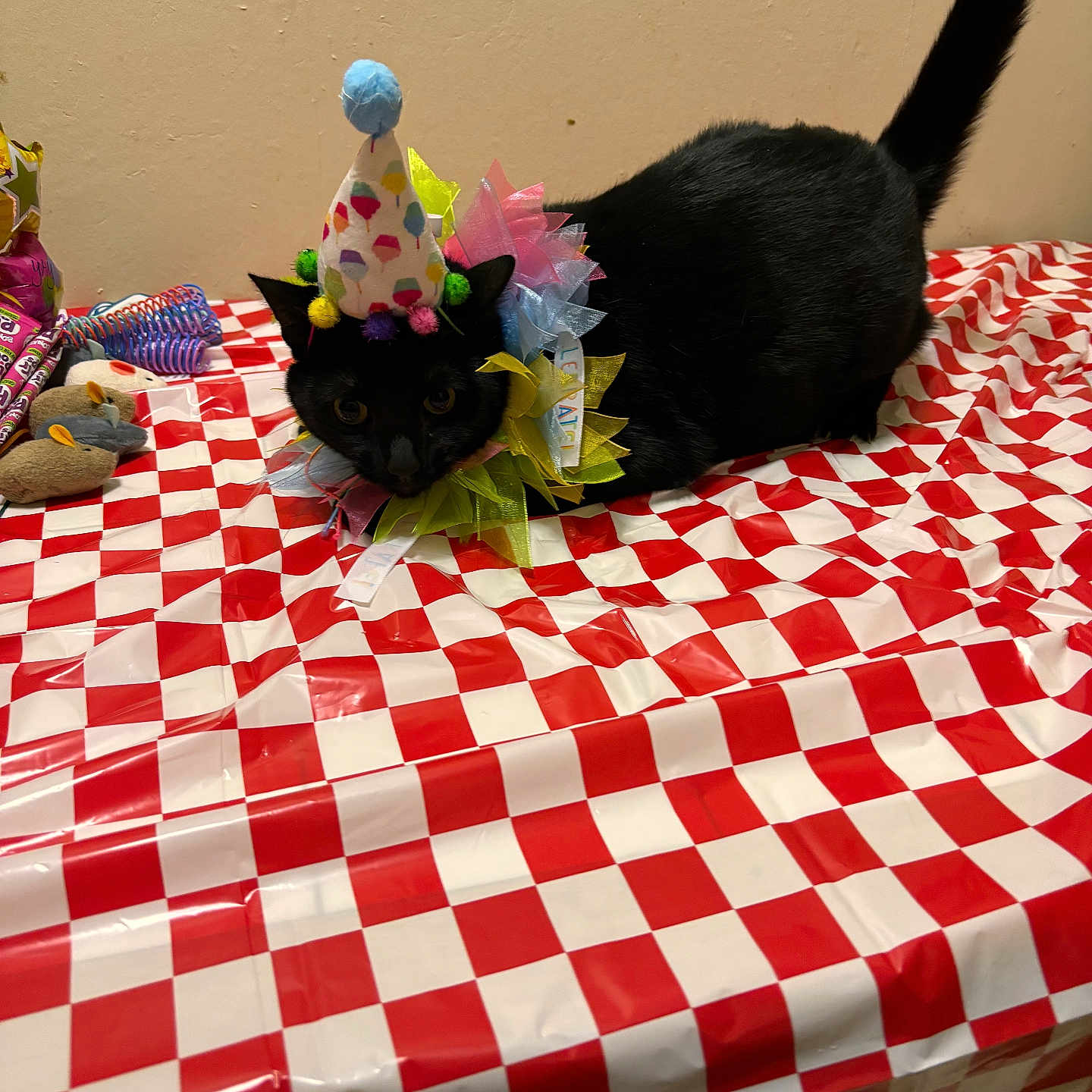 Onyx is registered to the contest to win money with this photo: animal, birthday_hat, black_cat, cat, checkered, collar, colorful, curious, decorations, feline, indoor, party, pet, red_and_white, sitting, small_objects, tablecloth, tail, toy, wall