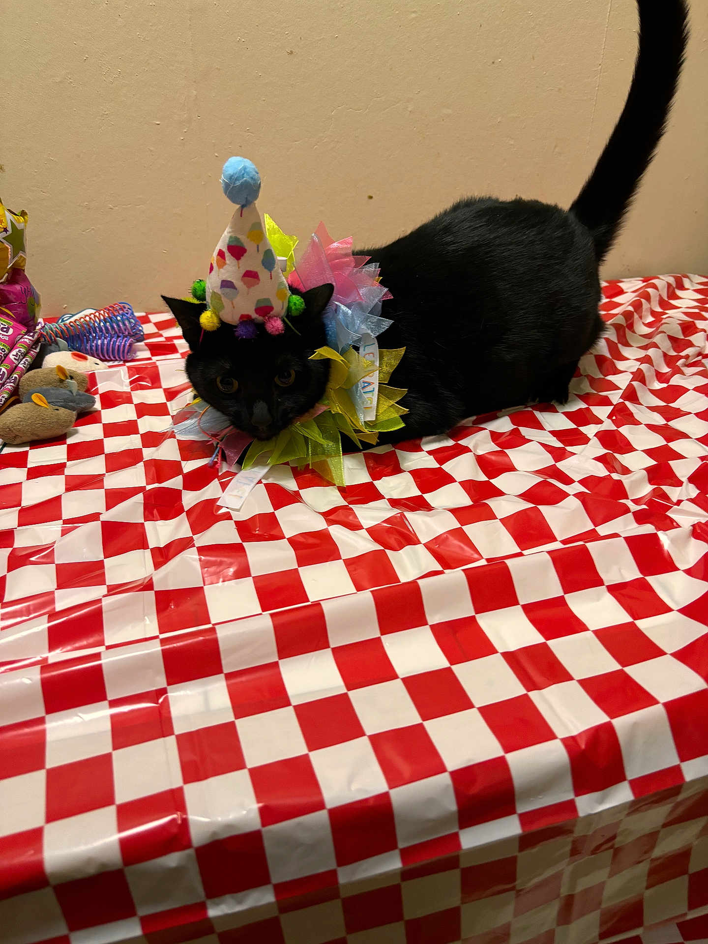 Onyx is registered to the contest to win money with this photo: cat, black_cat, birthday_hat, colorful, collar, tablecloth, red_and_white, checkered, indoor, pet, animal, curious, feline, party, toy, small_objects, decorations, wall, sitting, tail