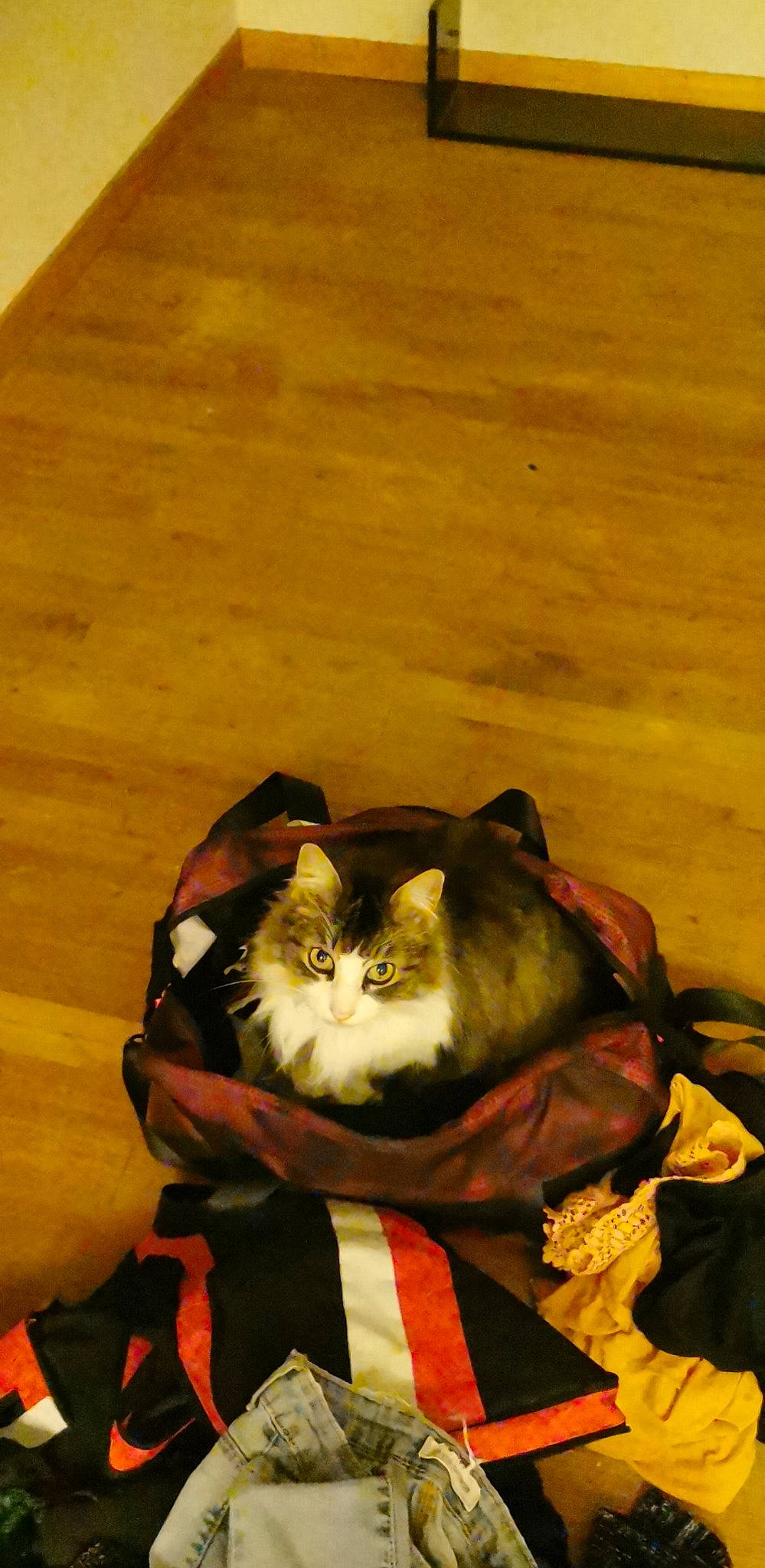 Baguerra a rejoint le concours — aidez-le/la à gagner de superbes lots ! carnivore, cat, domestic_short_haired_cat, felidae, small_to_medium_sized_cats, whiskers