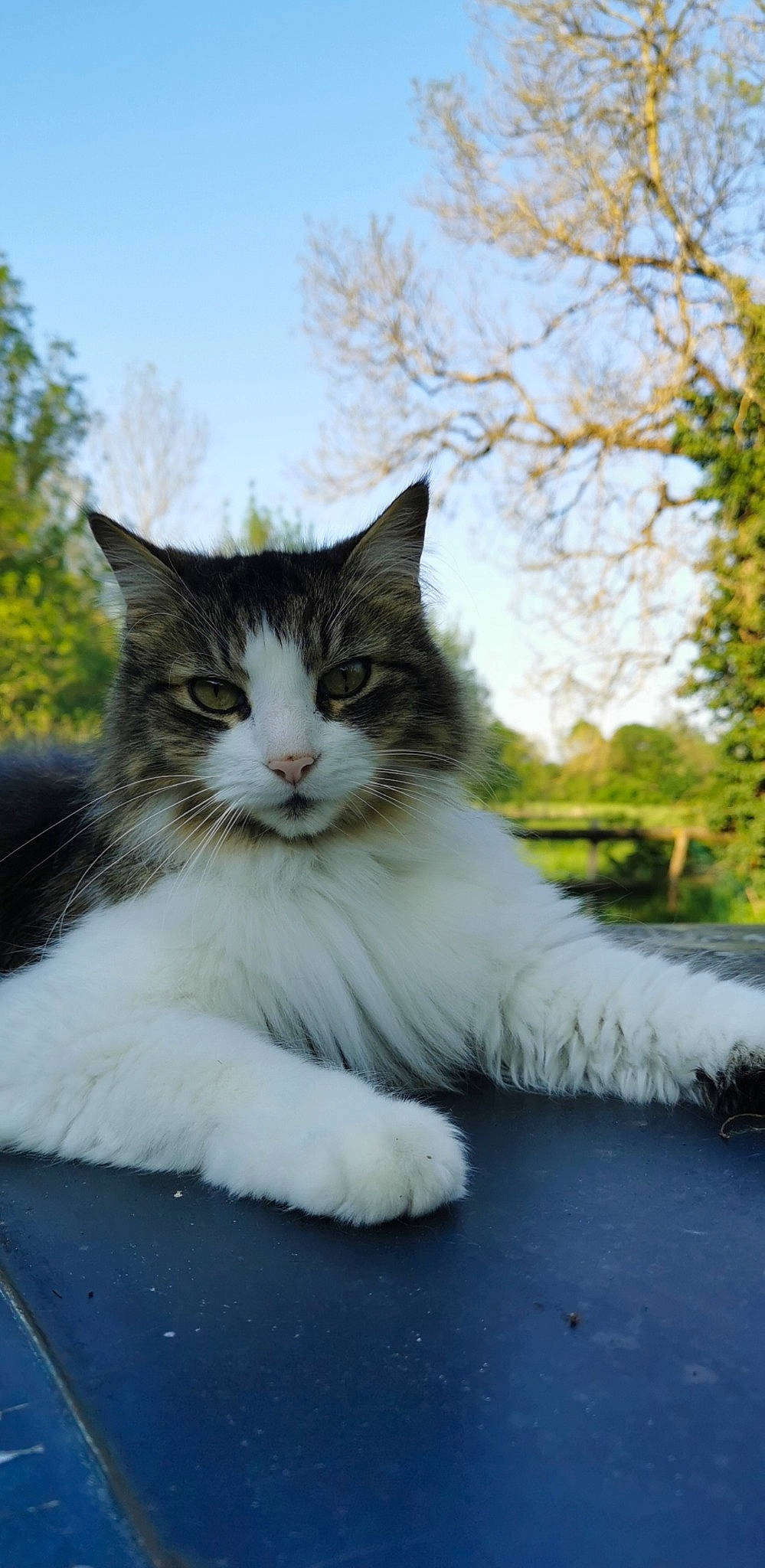 Baguerra participe au concours pour gagner de l'argent avec cette photo : aegean_cat, british_semi_longhair, carnivore, cat, domestic_long_haired_cat, domestic_short_haired_cat, felidae, maine_coon, mammal, norwegian_forest_cat, polydactyl_cat, ragamuffin, small_to_medium_sized_cats, whiskers