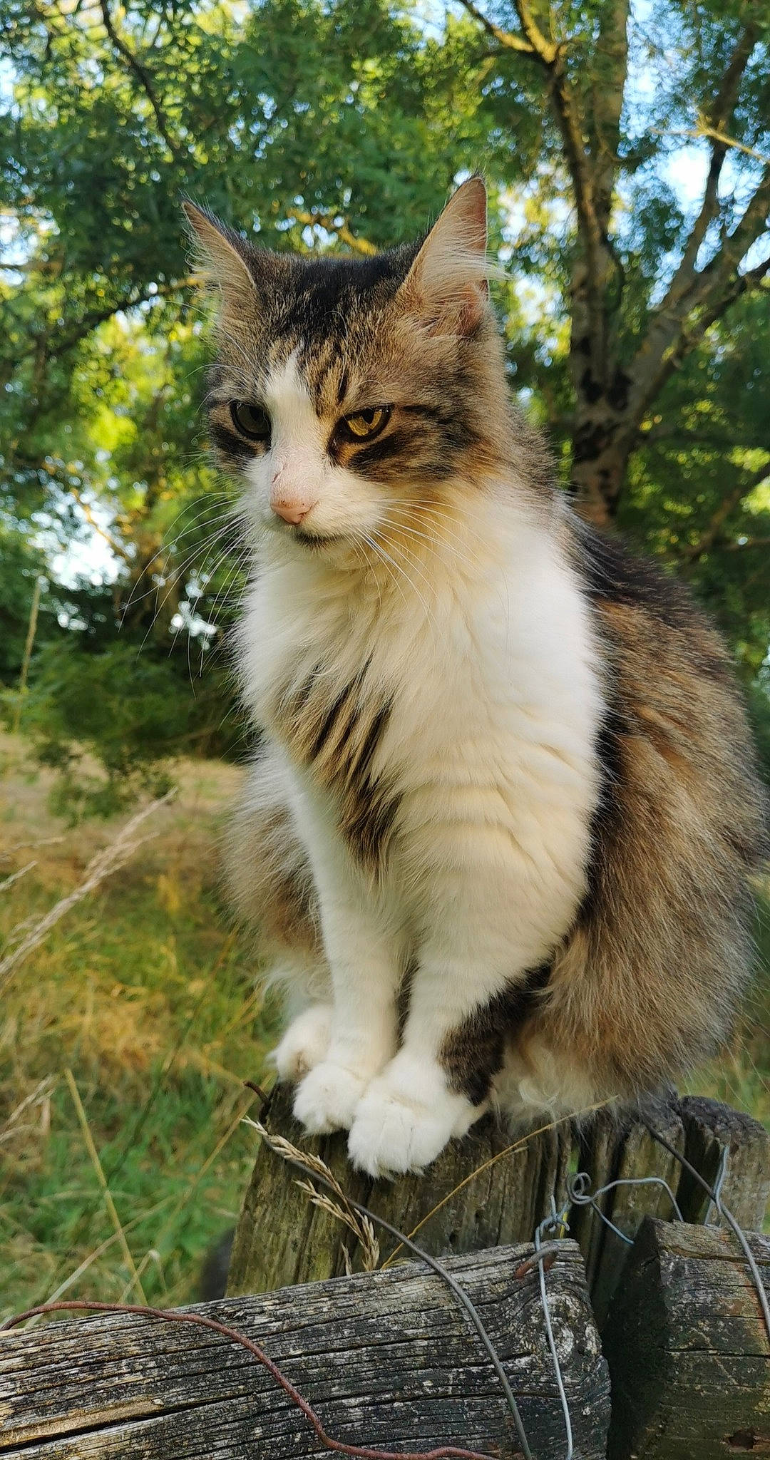 Baguerra participe au concours pour gagner de l'argent avec cette photo : aegean_cat, american_wirehair, carnivore, cat, domestic_long_haired_cat, domestic_short_haired_cat, european_shorthair, felidae, maine_coon, mammal, norwegian_forest_cat, plant, polydactyl_cat, siberian, small_to_medium_sized_cats, tree, vertebrate, whiskers, wild_cat, wildlife