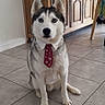 dog, husky, siberian_husky, pet, animal, sitting, indoors, kitchen, floor, tile_floor, wooden_cabinet, sideboard, houseplant, tie, formal_attire, portrait, front_view, ears, black_and_white_fur, photography
