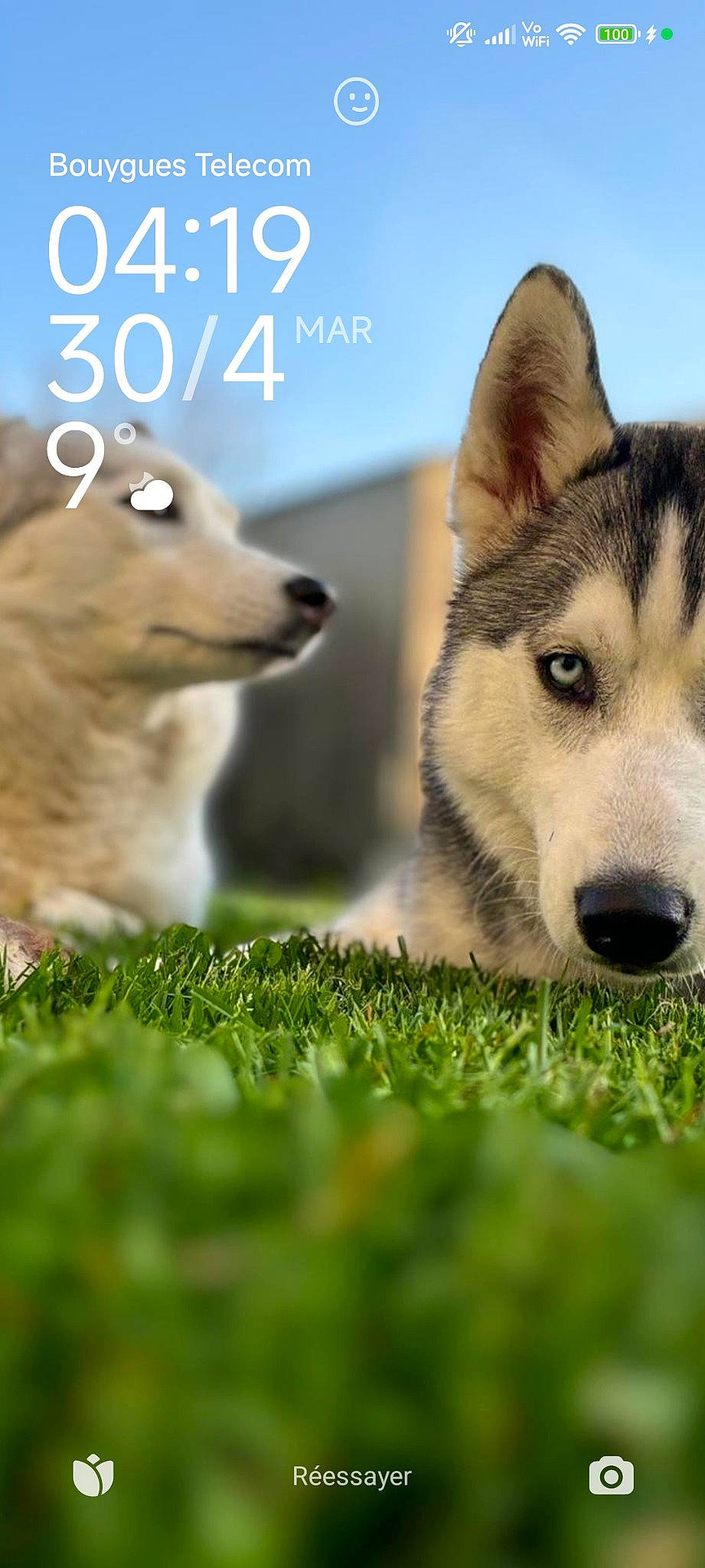 Meïko a rejoint le concours — aidez-le/la à gagner de superbes lots ! art, carnivore, companion_dog, dog, dog_breed, fawn, grass, grassland, happy, natural_landscape, organism, photo_caption, plant, poster, sled_dog, terrestrial_animal, triangle, whiskers, wildlife, wolf