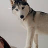 dog, husky, siberian_husky, pet, animal, standing, sofa, couch, indoors, home, portrait, blue_eyes, pointed_ears, fur, black_and_white, person, face, hair, living_room, photography