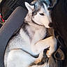 dog, husky, siberian_husky, pet, animal, sleeping, lying_down, curled_up, fluffy, white_fur, black_fur, blue_eyes, couch, blanket, living_room, indoors, cozy, relaxed, portrait, vertical_photo