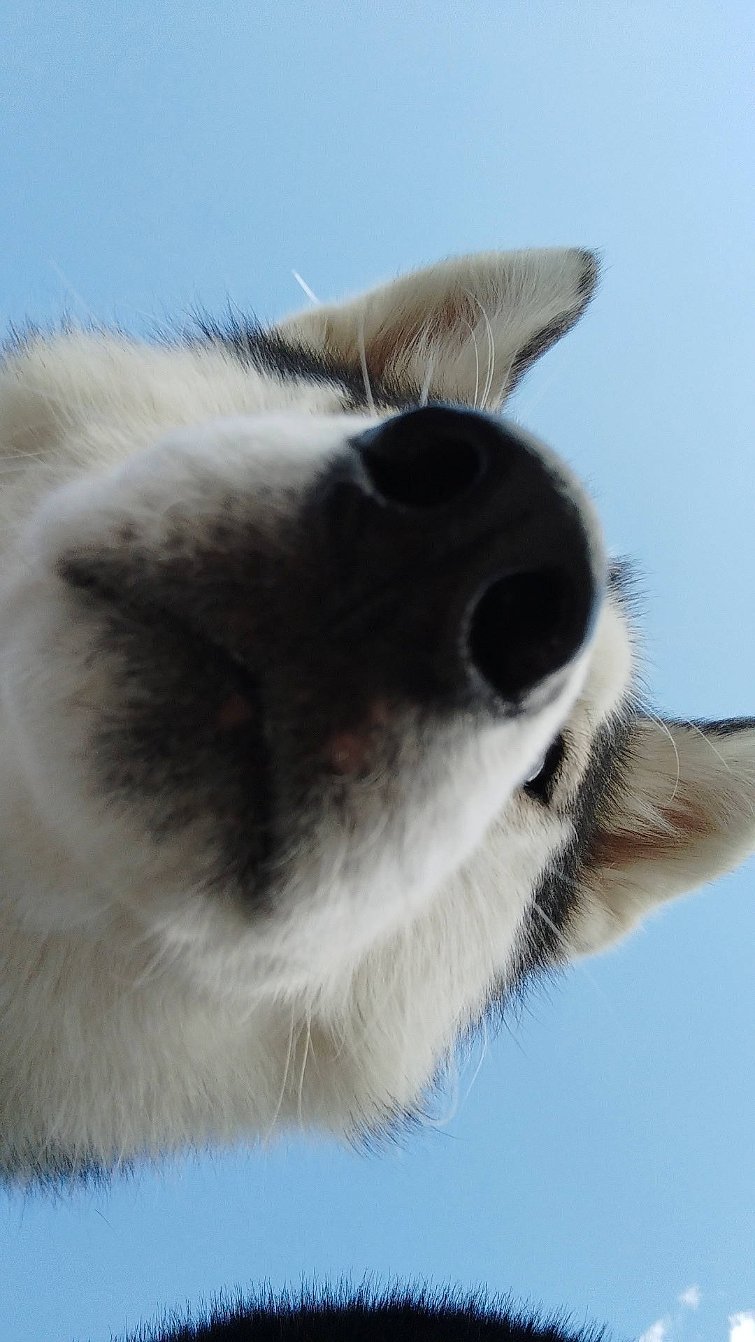 Meïko participe au concours pour gagner de l'argent avec cette photo : balinese, carnivore, cat, domestic_short_haired_cat, felidae, fur, paw, sky, small_to_medium_sized_cats, snout, tail, terrestrial_animal, whiskers