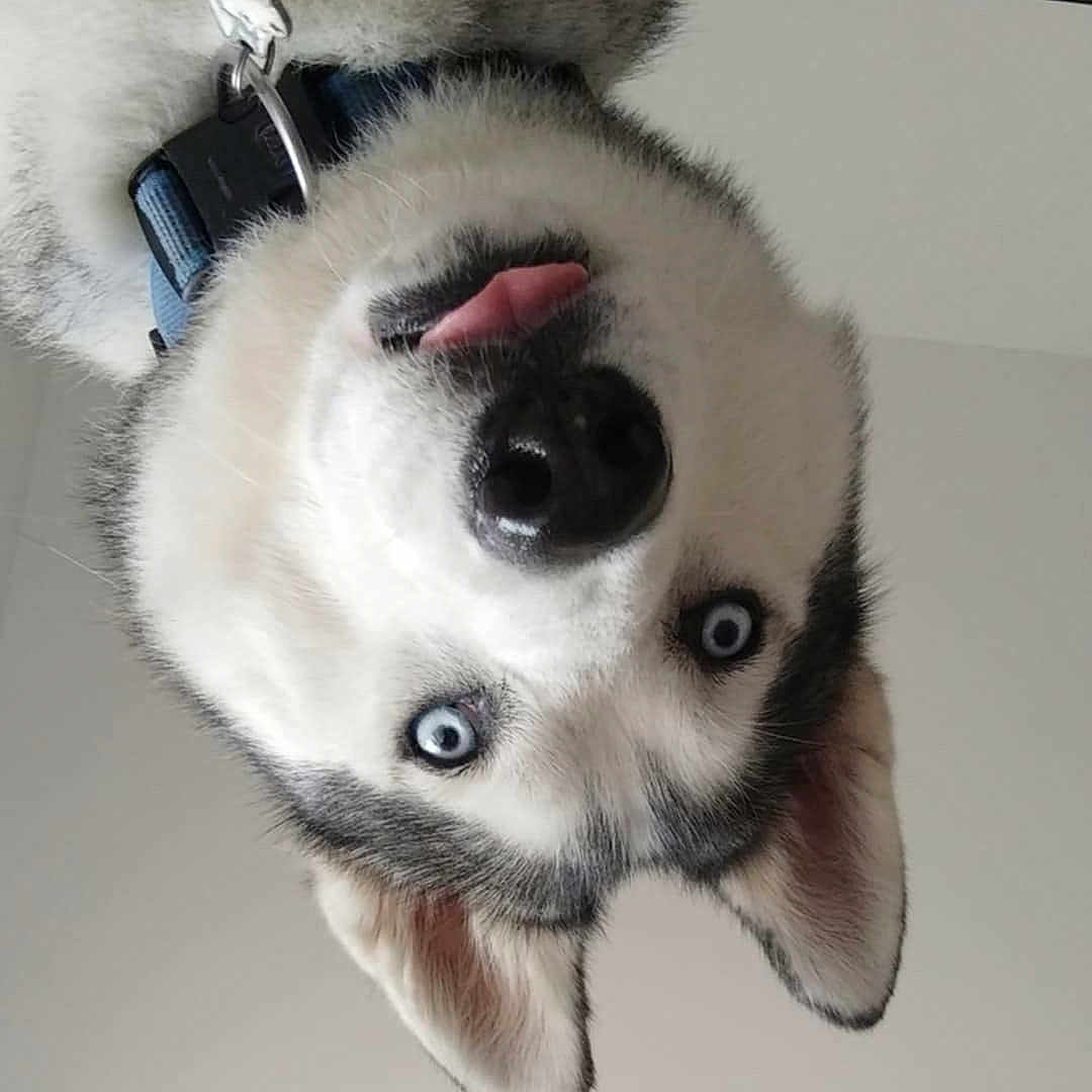 Meïko participe au concours pour gagner de l'argent avec cette photo : dog, husky, puppy, pet, canine, fluffy, white_fur, gray_fur, blue_eyes, tongue_out, upside_down, portrait, close_up, collar, tag, indoors, funny, playful, animal, face