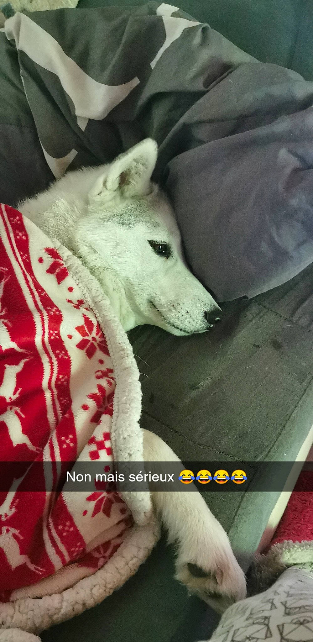 Nalla participe au concours pour gagner de l'argent avec cette photo : ancient_dog_breeds, berger_blanc_suisse, canidae, canis, carnivore, dog, dog_breed, kishu, korean_jindo_dog, mammal, non_sporting_group, rare_breed_dog, vertebrate, white_shepherd