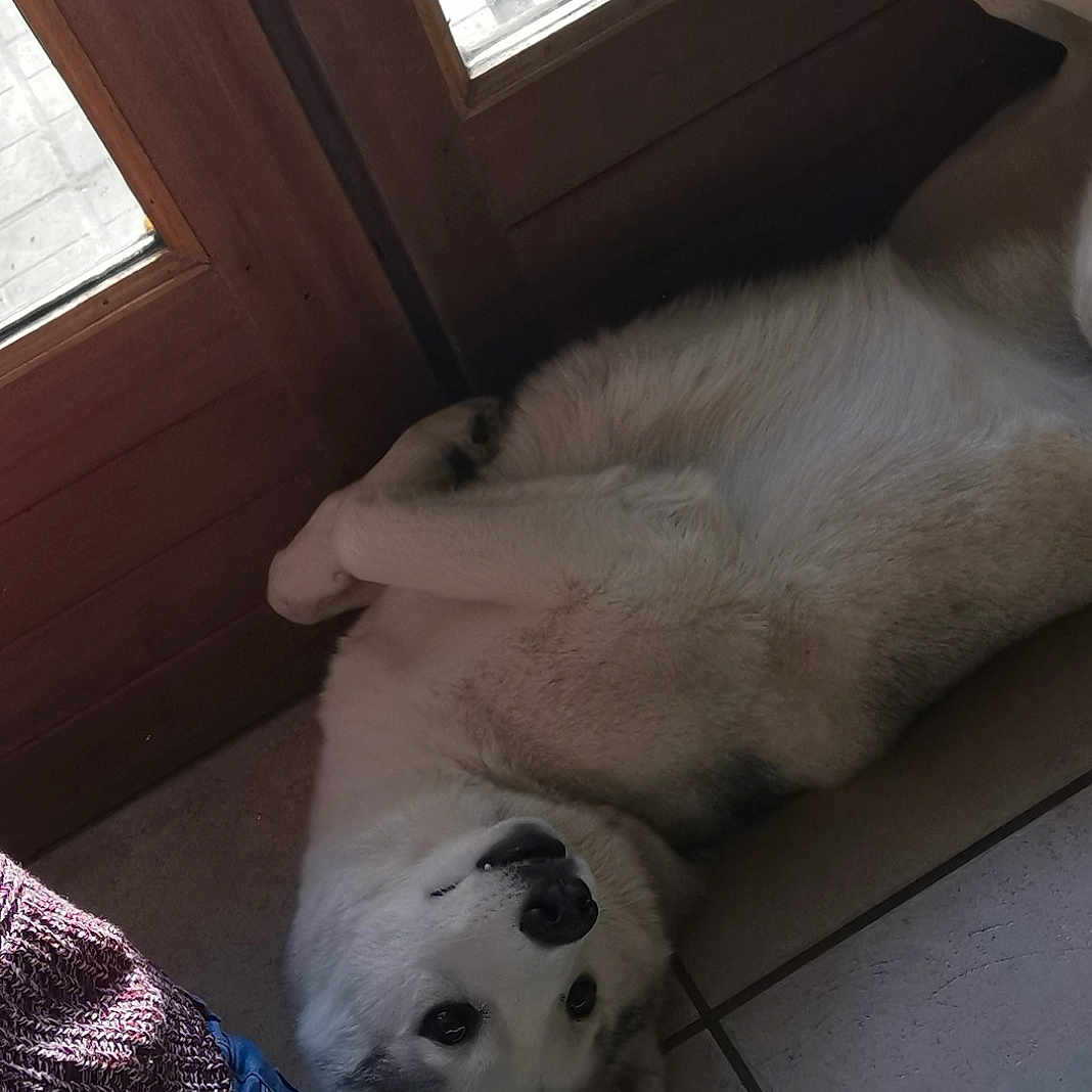 Nalla