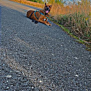 Sharko a rejoint le concours — aidez-le/la à gagner de superbes lots ! animal, asphalt, brown_dog, bushes, canine, clouds, daytime, dog, grass, harness, landscape, leash, nature, outdoor, pet, resting, road, sky, smiling, sunny
