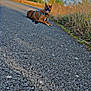animal, asphalt, brown_dog, bushes, canine, clouds, daytime, dog, grass, harness, landscape, leash, nature, outdoor, pet, resting, road, sky, smiling, sunny