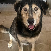 Rider is registered to the contest to win money with this photo: dog, pet, animal, canine, indoor, floor, tile, happy, smiling, fur, ears, tail, tongue, friendly, looking, brown_eyes, medium_sized, muzzle, sitting, domestic