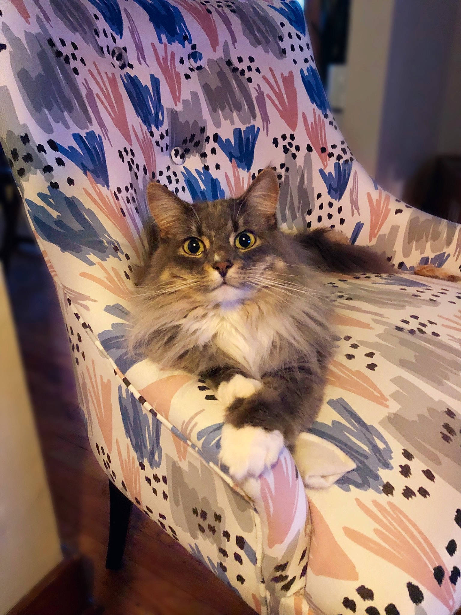 Gilbert joined the competition — help win amazing prizes! bag, box, cardboard, carnivore, cat, electric_blue, fawn, felidae, fur, hardwood, packaging_and_labeling, paper_bag, paper_product, pet_supply, plant, shopping_bag, small_to_medium_sized_cats, tail, whiskers