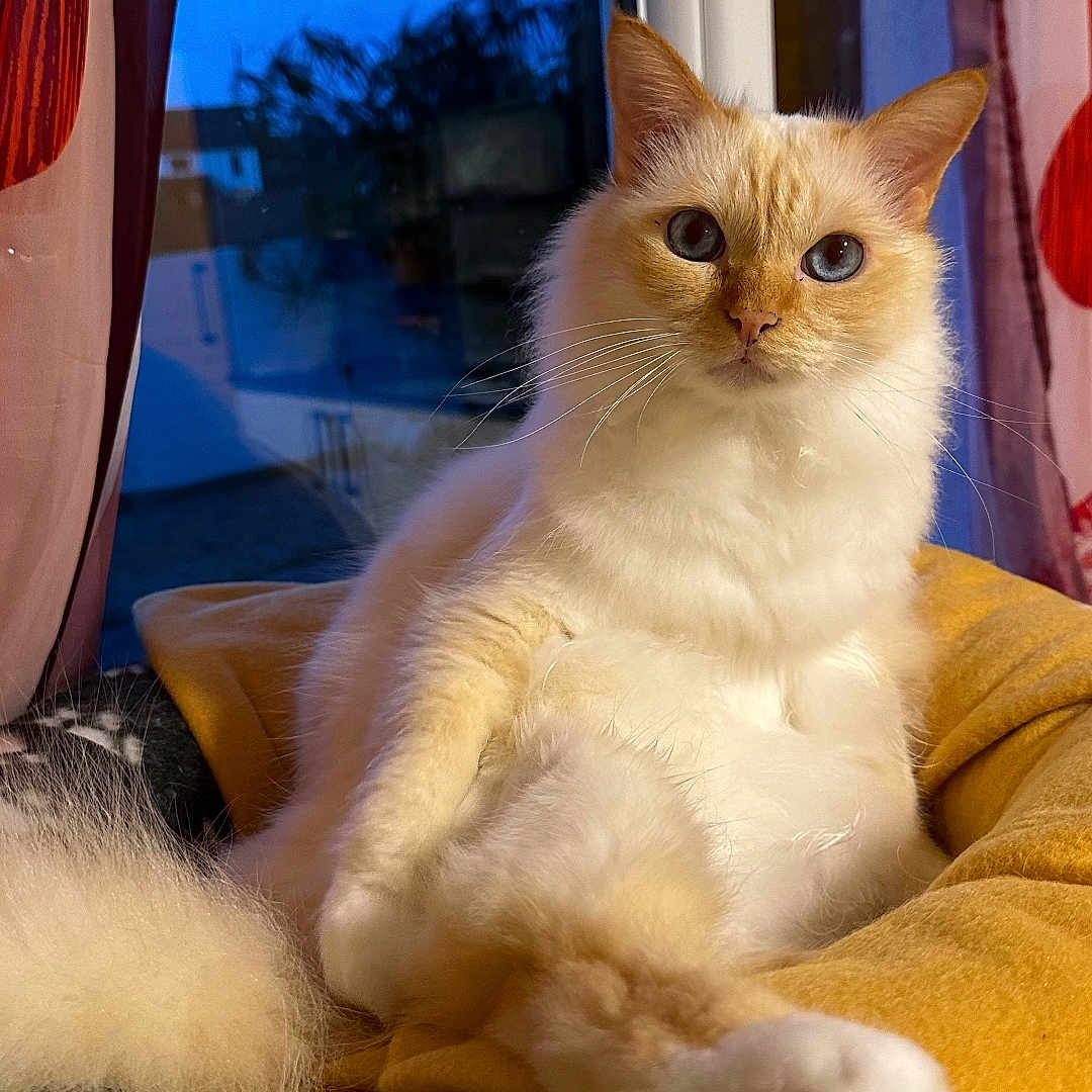 Orage a rejoint le concours — aidez-le/la à gagner de superbes lots ! abyssinian, angora, animal, bed, blanket, cat, chair, couch, curtain, cushion, furniture, hardwood, homedecor, indoors, kitten, linen, manx, pet, siamese, wood