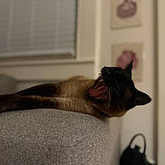 Moogs is registered to the contest to win money with this photo: animal, artwork, blinds, blurred_background, cat, couch, cozy, feline, framed_art, gray_couch, indoor, mouth_open, pet, relaxing, resting, siamese_cat, teeth, tongue, window, yawning