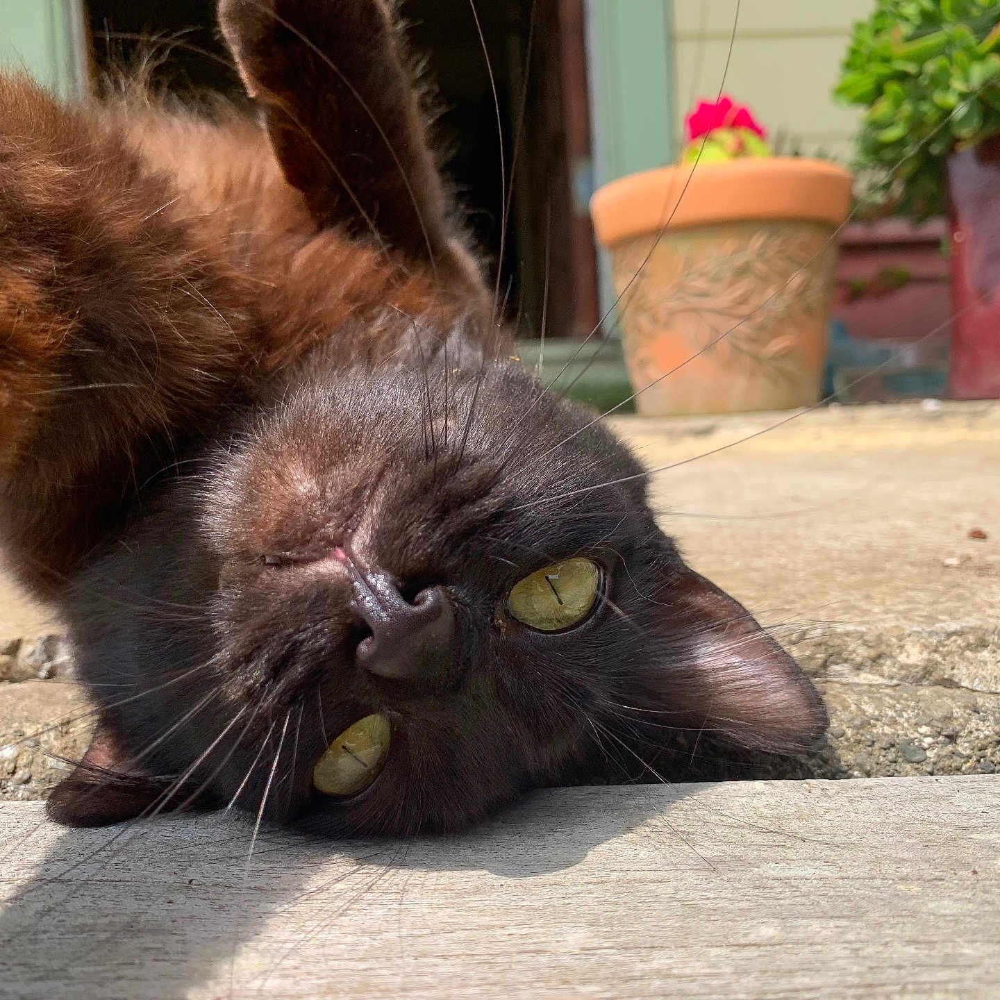De Miss joined the competition — help win amazing prizes! animal, black_cat, cat, close_up, concrete, curious, domestic_cat, ear, eye, face, flower_pot, greenery, lying_down, nature, outdoor, pet, portrait, relaxing, sunlight, whiskers