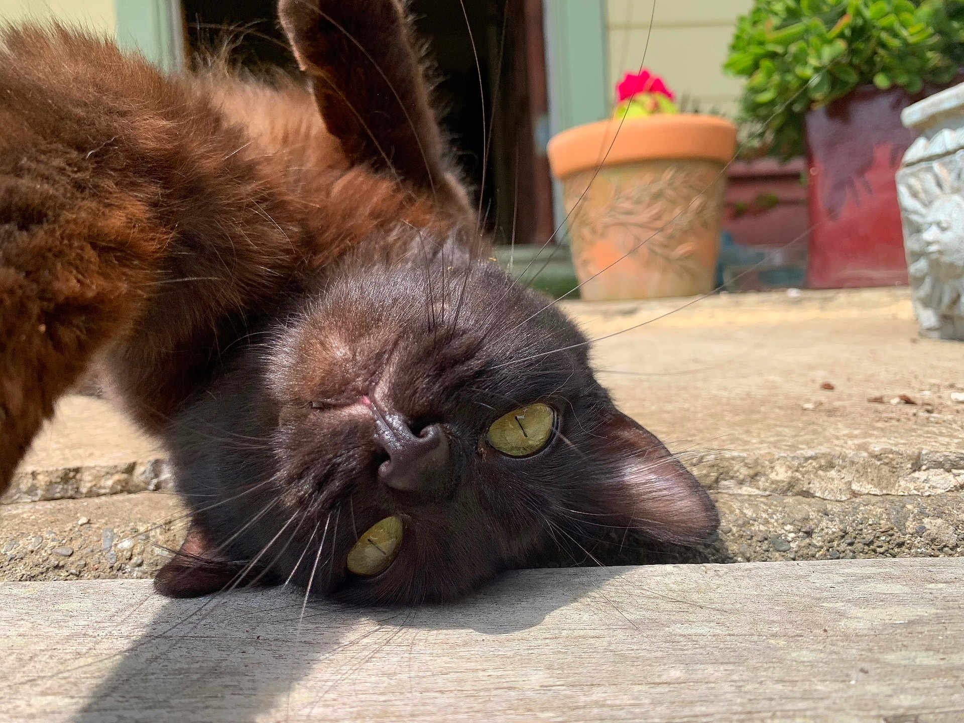 De Miss joined the competition — help win amazing prizes! cat, black_cat, pet, animal, outdoor, sunlight, flower_pot, whiskers, concrete, curious, lying_down, close_up, greenery, domestic_cat, face, eye, ear, nature, relaxing, portrait