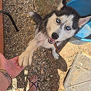 Arrow participe au concours pour gagner de l'argent avec cette photo : dog, husky, blue_eyes, paw, handshake, person, sandals, tattoo, outdoor, gravel, dirt, bucket, sunlight, shadow, happy, pet, animal, canine, playful, collar