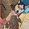 dog, husky, blue_eyes, paw, handshake, person, sandals, tattoo, outdoor, gravel, dirt, bucket, sunlight, shadow, happy, pet, animal, canine, playful, collar