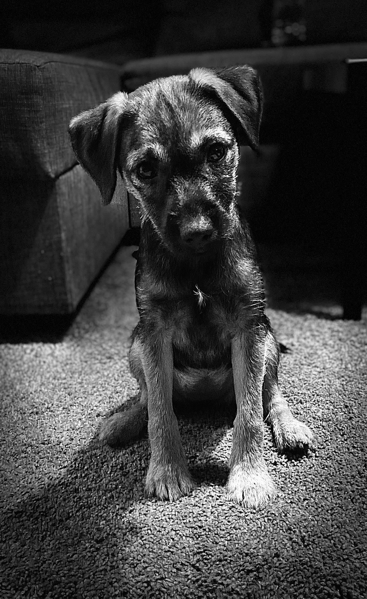 Chica a rejoint le concours — aidez-le/la à gagner de superbes lots ! black_and_white, canidae, carnivore, companion_dog, darkness, dog, dog_breed, fawn, flash_photography, fur, monochrome, monochrome_photography, snout, sporting_group, style, terrestrial_animal, toy_dog, whiskers, working_animal, wrinkle