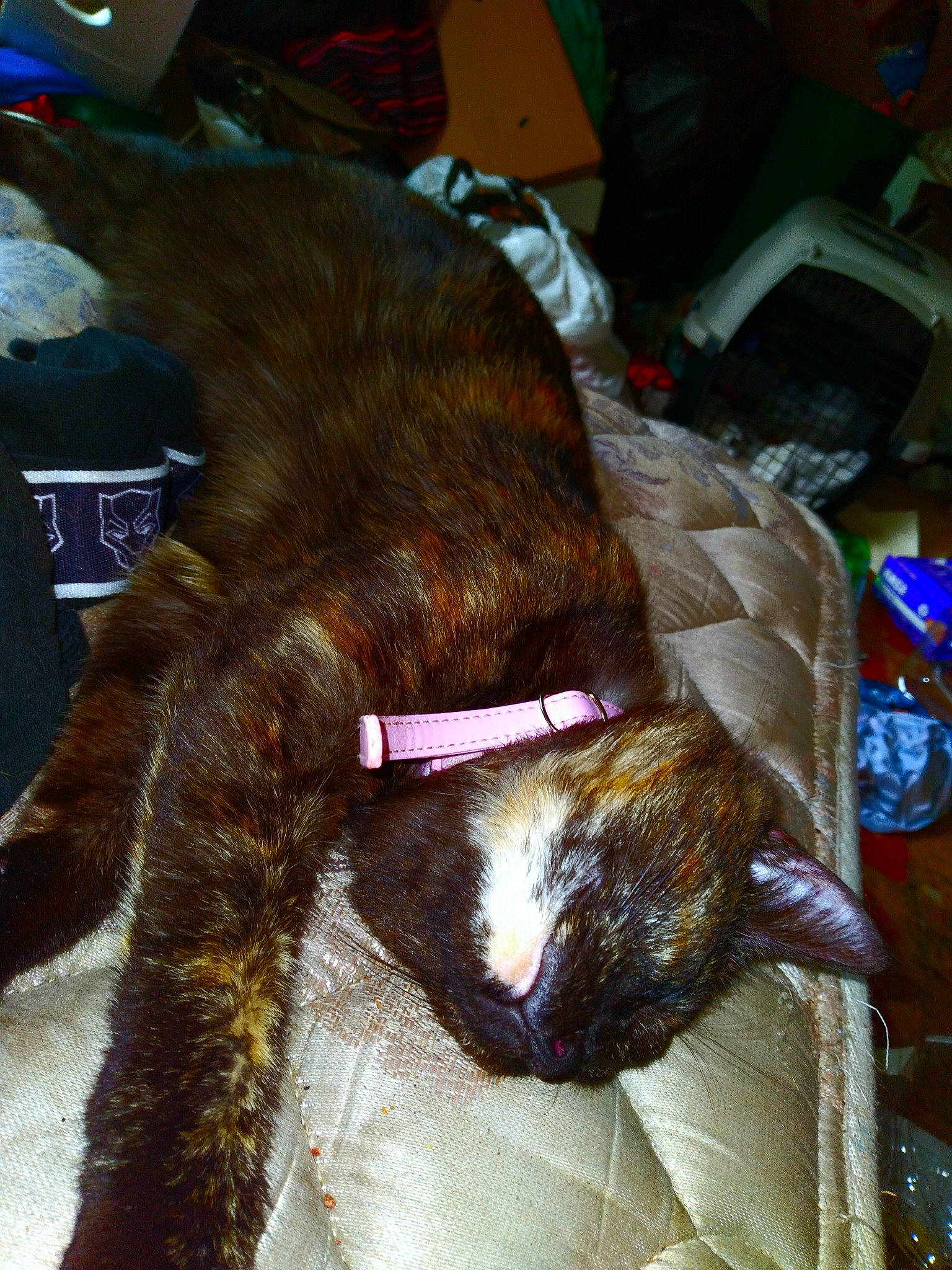 Journey is registered to the contest to win money with this photo: black_cat, bombay, brown, carnivore, cat, claw, collar, comfort, dog_breed, domestic_short_haired_cat, fawn, felidae, fur, lap, liver, small_to_medium_sized_cats, snout, sporting_group, tail, whiskers