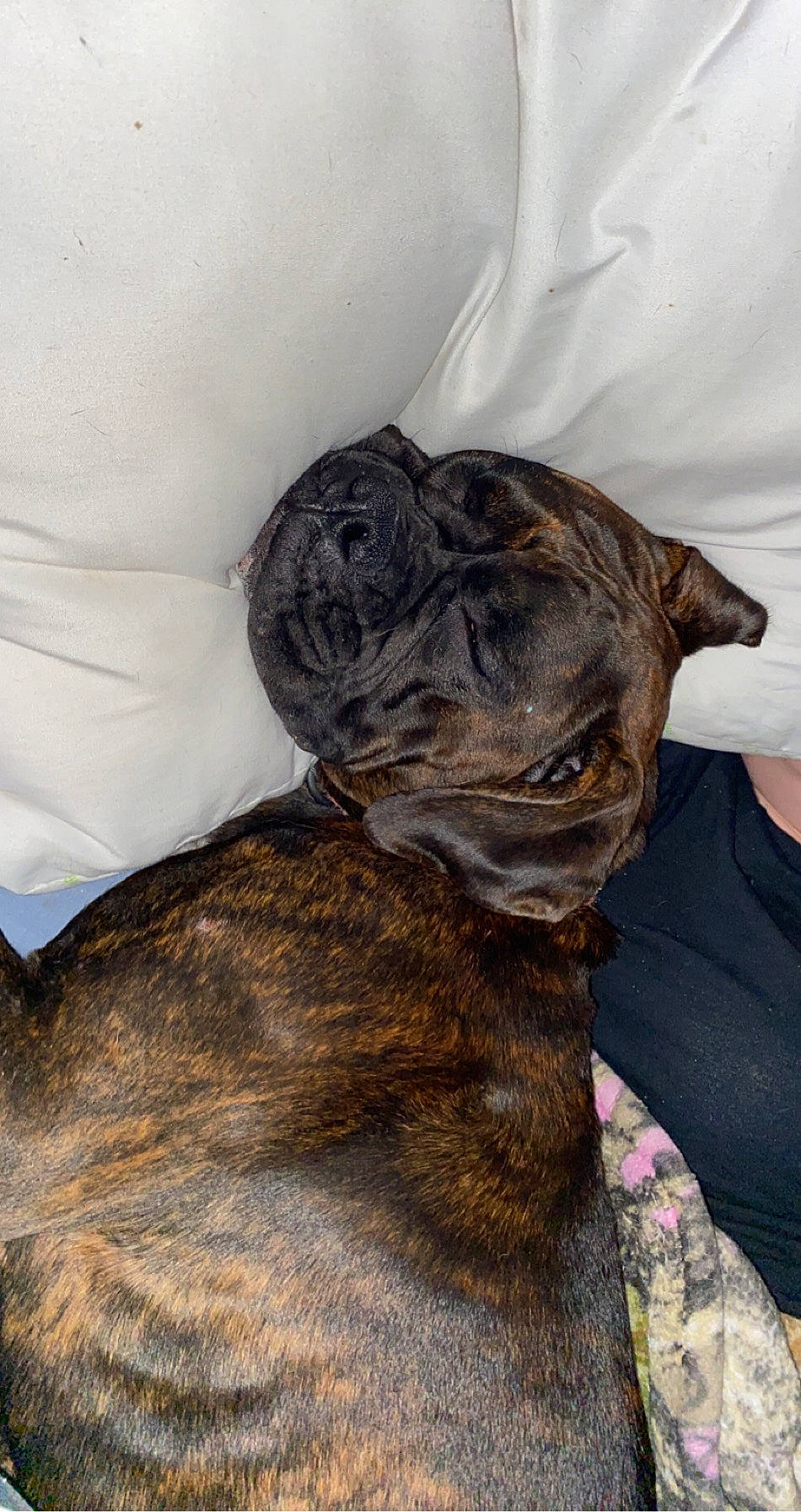 Roxie is registered to the contest to win money with this photo: bulldog, canidae, carnivore, collar, comfort, companion_dog, dog, dog_breed, ear, fawn, fur, liver, pug, snout, sporting_group, terrestrial_animal, toy_dog, whiskers, working_animal, wrinkle