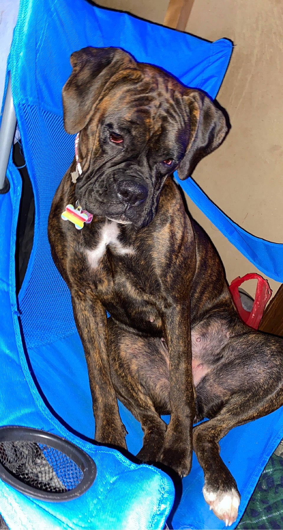 Roxie is registered to the contest to win money with this photo: blue, canidae, carnivore, collar, companion_dog, dog, dog_breed, dog_collar, electric_blue, fawn, fur, giant_dog_breed, guard_dog, liver, molosser, snout, sporting_group, working_animal, working_dog, wrinkle