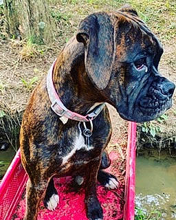 Roxie is registered to the contest to win money with this photo: boxer, canidae, carnivore, collar, companion_dog, dog, dog_breed, dog_collar, fawn, giant_dog_breed, grass, guard_dog, liver, pet_supply, plant, snout, sporting_group, water, working_animal, wrinkle