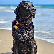 Bodie James joined the competition — help win amazing prizes! dog, labrador_retriever, black_dog, wet_fur, beach, sand, ocean, waves, collar, pet_tag, outdoor, sunlight, animal, sitting, canine, water, nature, summer, portrait, daytime