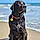Bodie James