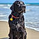 Bodie James