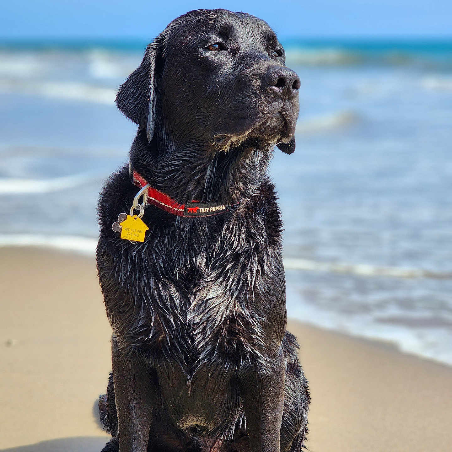 Bodie James joined the competition — help win amazing prizes! animal, beach, black_dog, canine, collar, daytime, dog, labrador_retriever, nature, ocean, outdoor, pet_tag, portrait, sand, sitting, summer, sunlight, water, waves, wet_fur