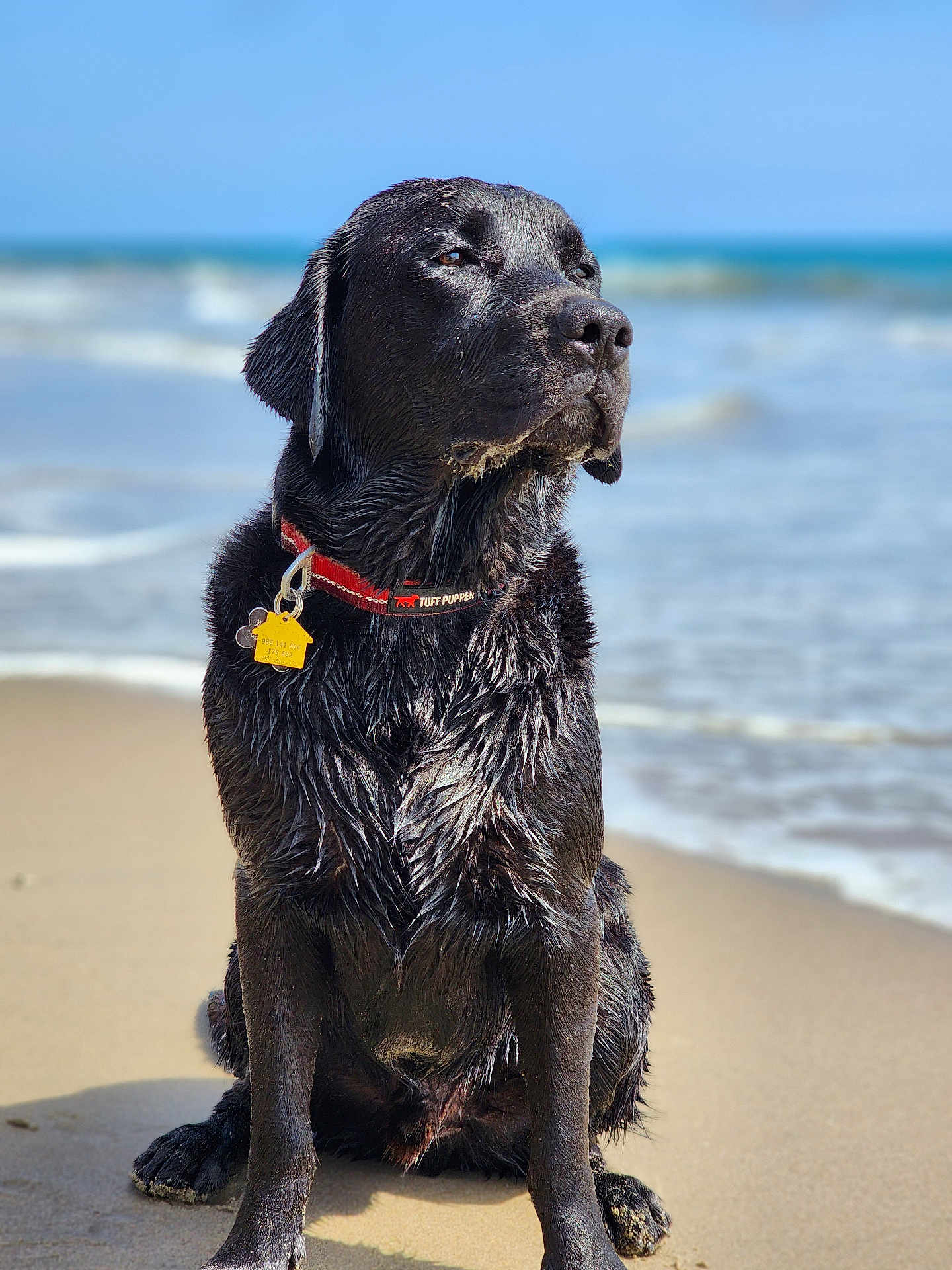 Bodie James joined the competition — help win amazing prizes! dog, labrador_retriever, black_dog, wet_fur, beach, sand, ocean, waves, collar, pet_tag, outdoor, sunlight, animal, sitting, canine, water, nature, summer, portrait, daytime
