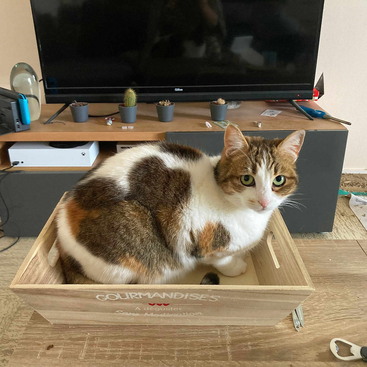 Naya participe au concours pour gagner de l'argent avec cette photo : animal, box, cat, computer, computerhardware, drawer, electronics, furniture, hardware, hardwood, laptop, monitor, pc, pet, plant, plywood, screen, table, tv, wood
