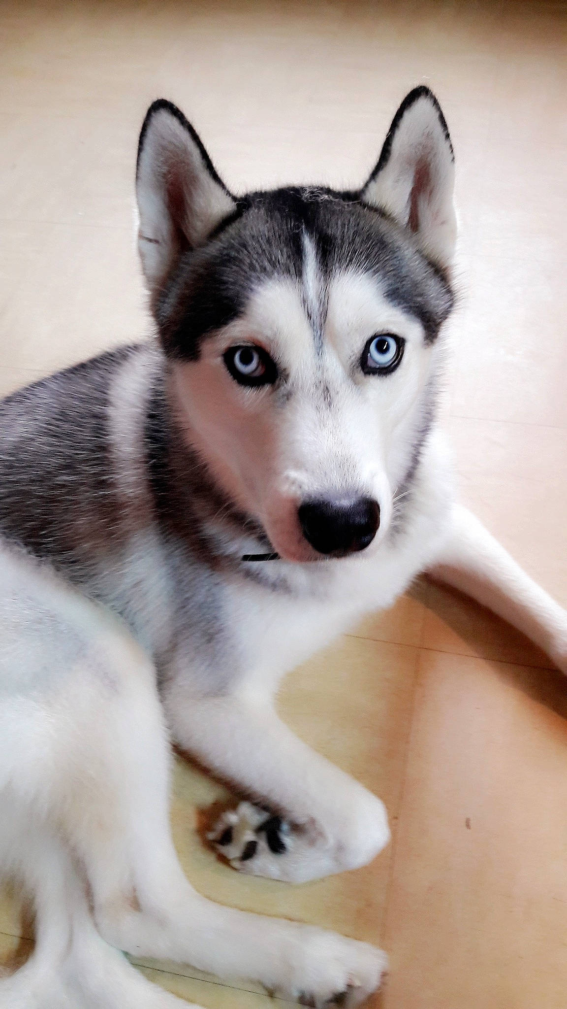 Snow participe au concours pour gagner de l'argent avec cette photo : canis, carnivore, dog, dog_breed, eye, fur, head, jaw, siberian_husky, sled_dog, snout, terrestrial_animal, whiskers, wolf, working_dog