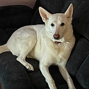 Elsa is registered to the contest to win money with this photo: dog, white_dog, couch, indoor, pet, relaxed, fur, animal, mammal, ears, nose, paw, collar, living_room, furniture, resting, domestic_animal, canine, companion, laying_down