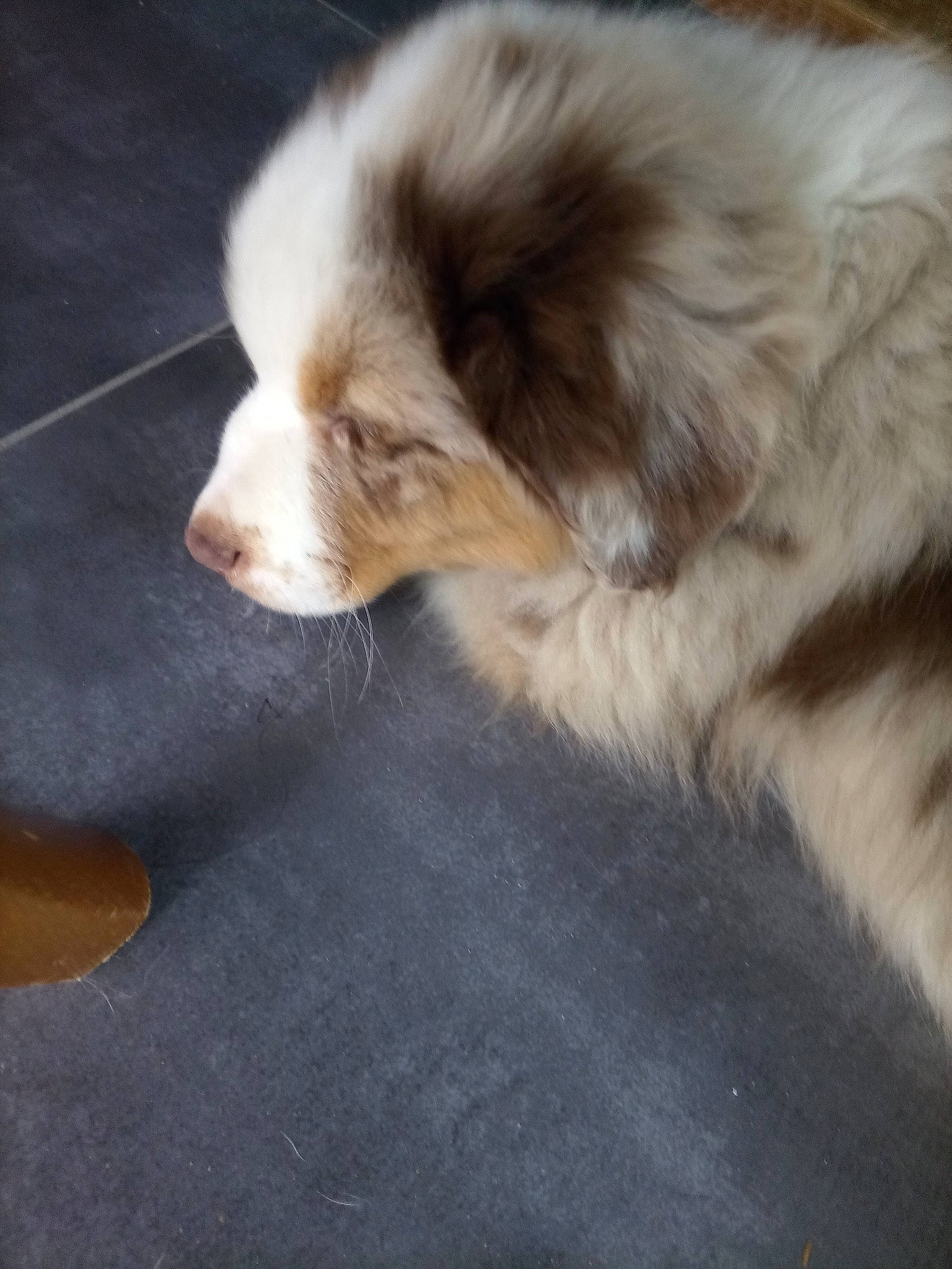 Veïko a rejoint le concours — aidez-le/la à gagner de superbes lots ! australian_shepherd, canidae, carnivore, companion_dog, dog, dog_breed, fawn, fur, german_spitz, german_spitz_mittel, herding_dog, liver, paw, snout, sporting_group, terrestrial_animal, toy_dog, whiskers, working_dog