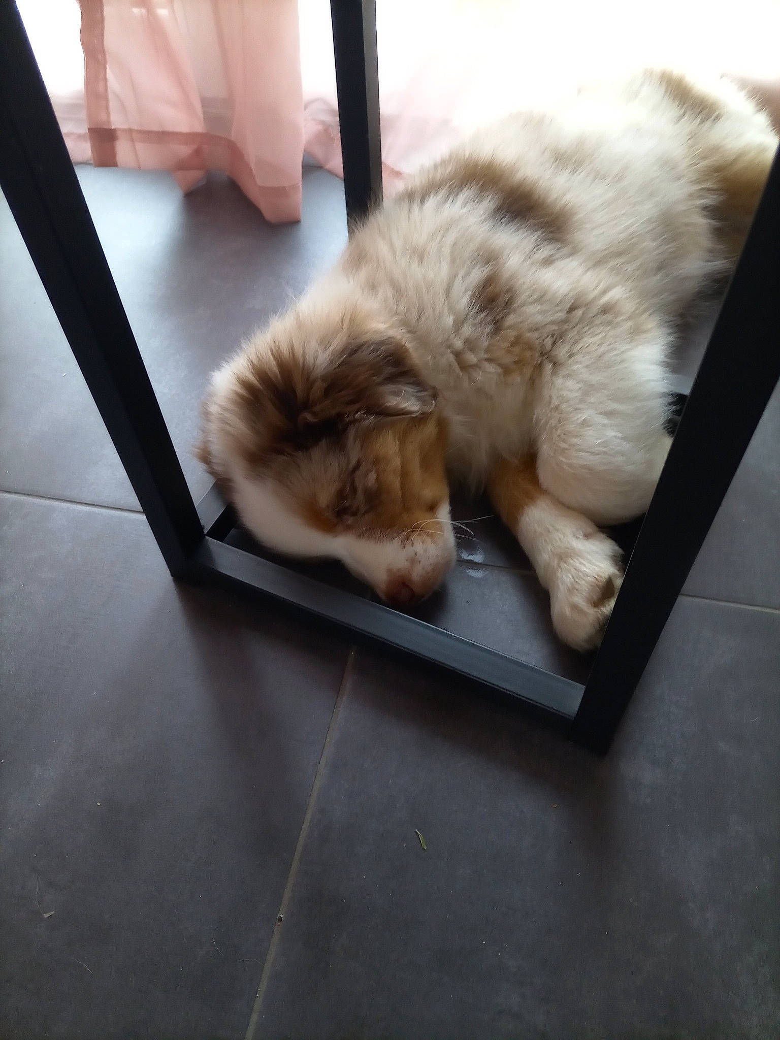 Veïko a rejoint le concours — aidez-le/la à gagner de superbes lots ! canidae, carnivore, cat, claw, comfort, companion_dog, dog_breed, fawn, felidae, floor, flooring, fur, nap, paw, small_to_medium_sized_cats, snout, sporting_group, tail, tile_flooring, whiskers