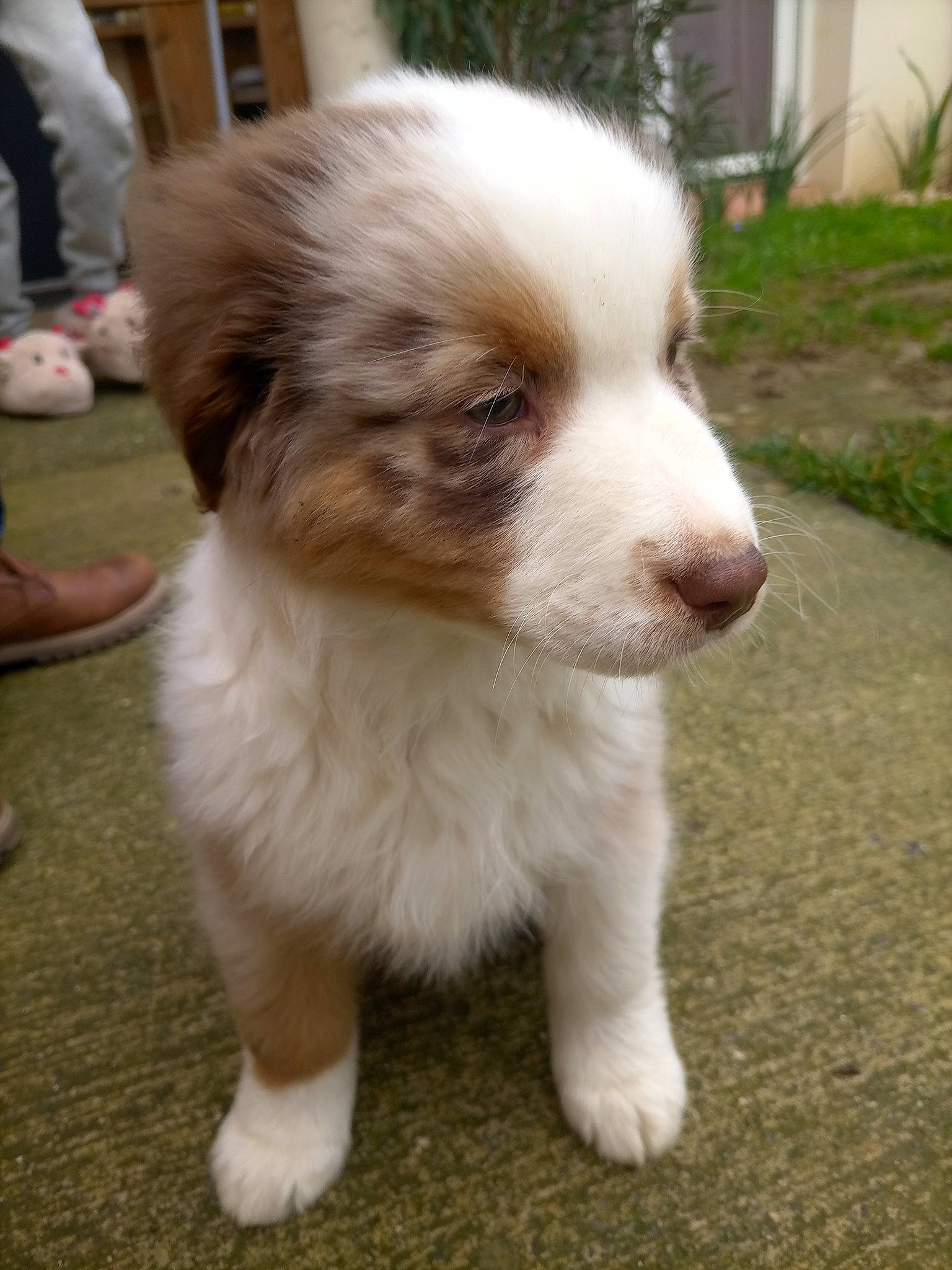 Veïko a rejoint le concours — aidez-le/la à gagner de superbes lots ! ancient_dog_breeds, boot, canidae, carnivore, companion_dog, dog, dog_breed, fawn, foot, fur, grass, non_sporting_group, plant, sandal, snout, sporting_group, toy_dog, whiskers, working_animal, working_dog