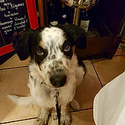 Oscar a rejoint le concours — aidez-le/la à gagner de superbes lots ! puppy, dog, black_and_white, leash, floor, tile, indoor, bottle, wine, chalkboard, menu, pet, animal, cute, looking_up, waiting, ears, fur, spot, domestic