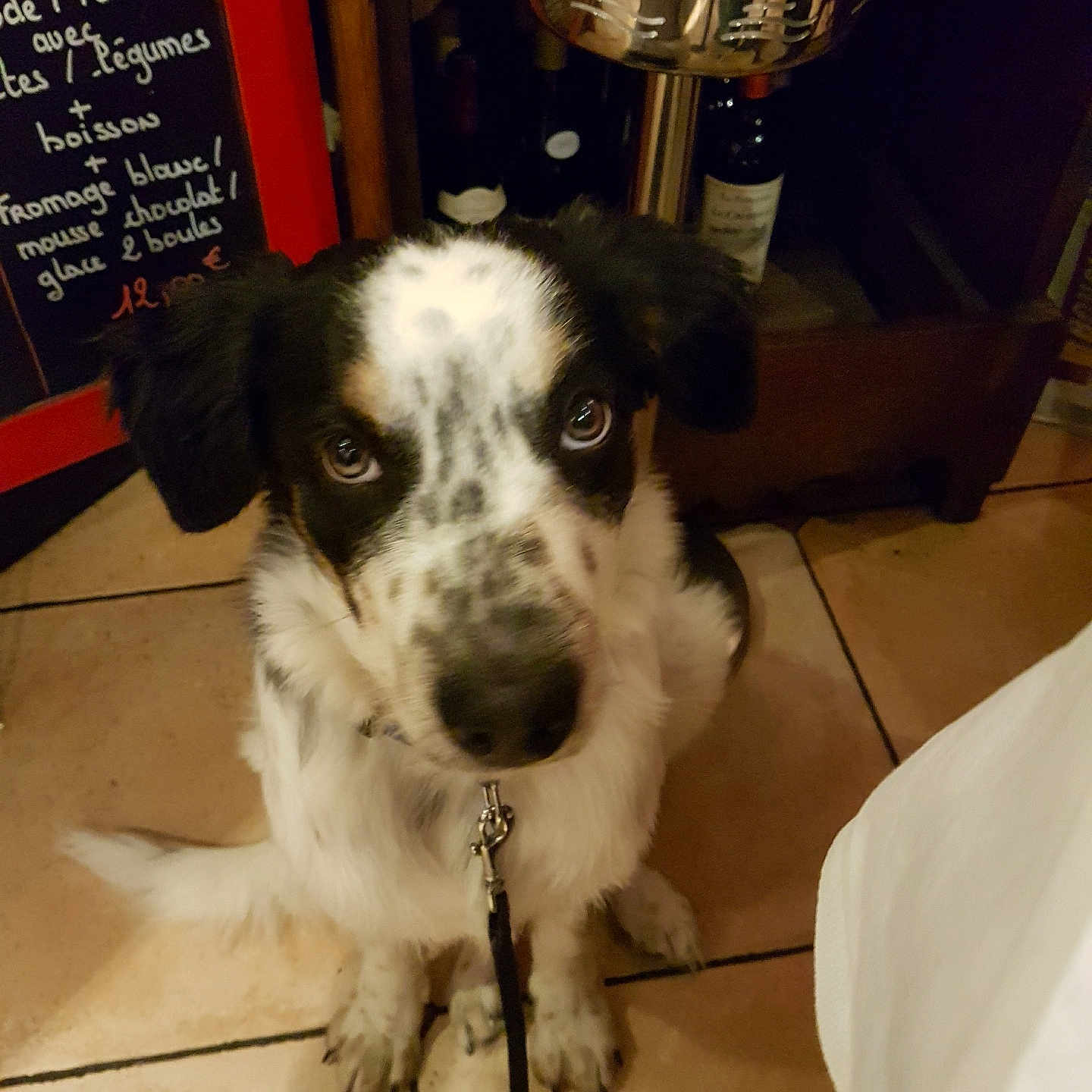 Oscar a rejoint le concours — aidez-le/la à gagner de superbes lots ! animal, black_and_white, bottle, chalkboard, cute, dog, domestic, ears, floor, fur, indoor, leash, looking_up, menu, pet, puppy, spot, tile, waiting, wine