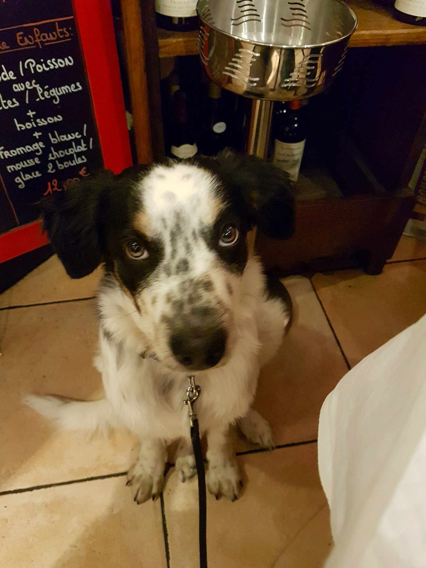 Oscar a rejoint le concours — aidez-le/la à gagner de superbes lots ! puppy, dog, black_and_white, leash, floor, tile, indoor, bottle, wine, chalkboard, menu, pet, animal, cute, looking_up, waiting, ears, fur, spot, domestic