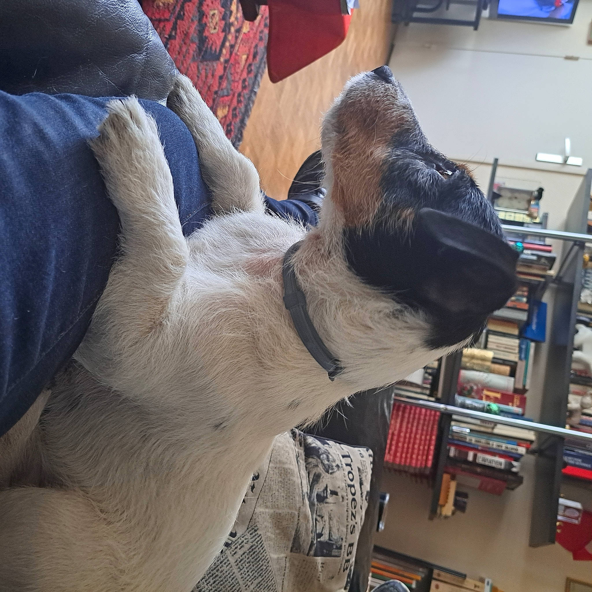 Roucky a rejoint le concours — aidez-le/la à gagner de superbes lots ! art, canidae, carnivore, comfort, companion_dog, dog_breed, felidae, foot, fur, gesture, human_leg, sculpture, shelf, small_to_medium_sized_cats, statue, tail, whiskers, wool, working_animal, wrist