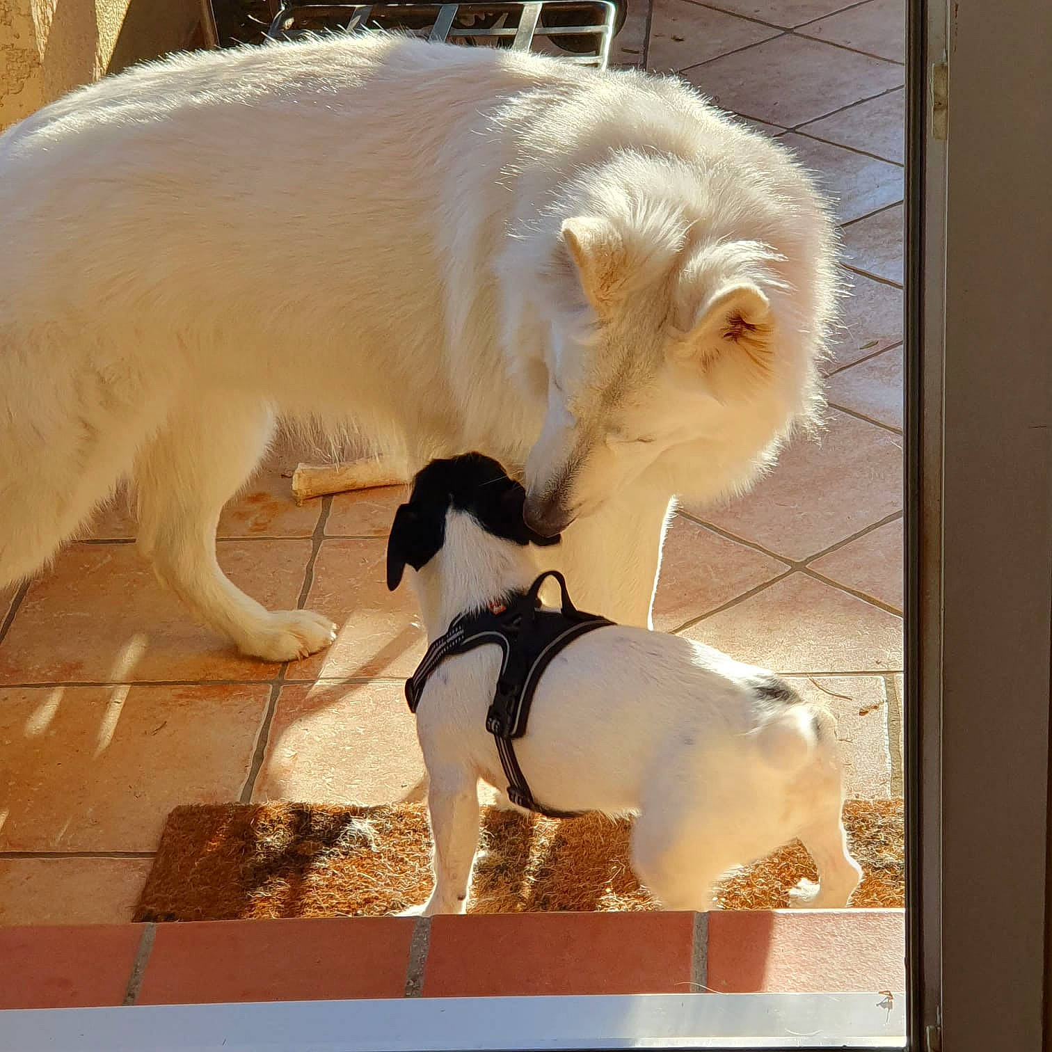 Roucky a rejoint le concours — aidez-le/la à gagner de superbes lots ! art, canidae, carnivore, collar, companion_dog, dog, dog_breed, dog_collar, dog_supply, fawn, flooring, fur, giant_dog_breed, pet_supply, rectangle, snout, sporting_group, tail, toy_dog, working_animal