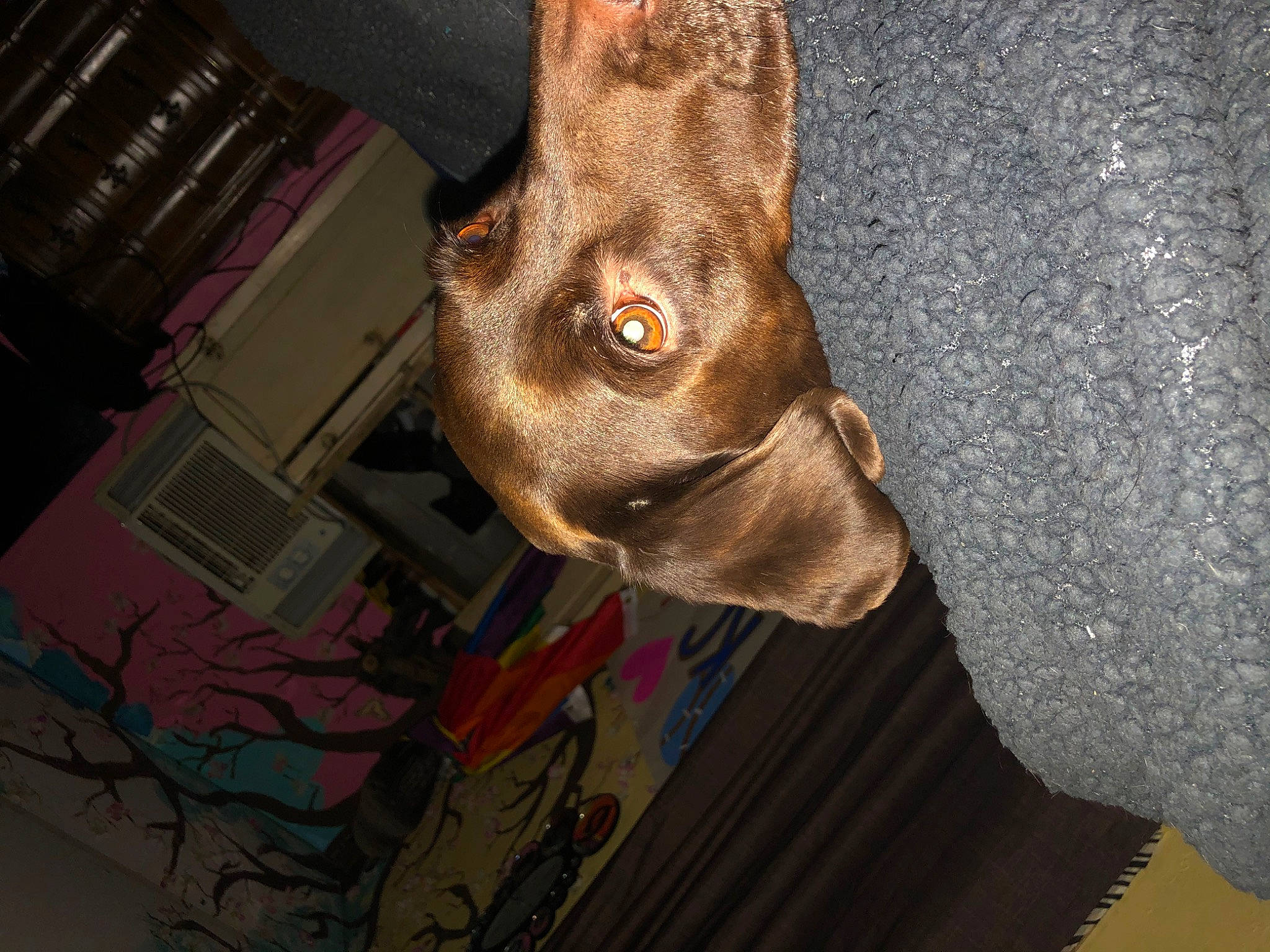 Bailey joined the competition — help win amazing prizes! canidae, carnivore, dog, dog_breed, ear, fawn, jaw, liver, snout, sporting_group, weimaraner