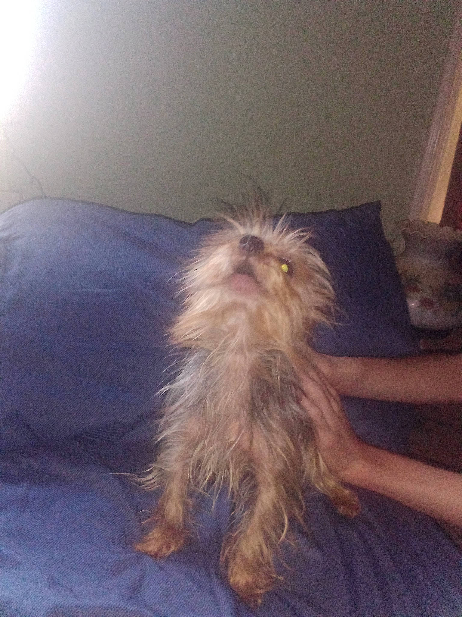 Smidge is registered to the contest to win money with this photo: back, canidae, carnivore, cloud, comfort, companion_dog, dog, dog_breed, fawn, feather, fur, liver, nap, non_sporting_group, small_terrier, sporting_group, tail, terrier, toy_dog, working_animal