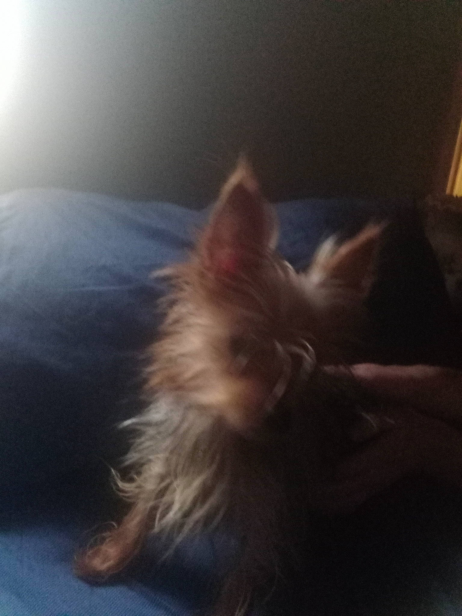 Smidge is registered to the contest to win money with this photo: carnivore, cat, cloud, comfort, companion_dog, dog_breed, ear, eye, fawn, felidae, fur, hair, head, human_body, paw, sky, small_to_medium_sized_cats, snout, tail, whiskers