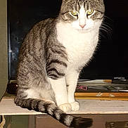 Mardi joined the competition — help win amazing prizes! animal, brown, cat, curious, domestic, eyes, feline, flash, furniture, gray, indoor, looking_at_camera, pet, sitting, striped, tabby, table, tail, television, white_paws