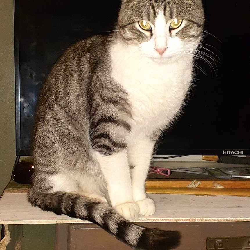 Mardi joined the competition — help win amazing prizes! animal, brown, cat, curious, domestic, eyes, feline, flash, furniture, gray, indoor, looking_at_camera, pet, sitting, striped, tabby, table, tail, television, white_paws